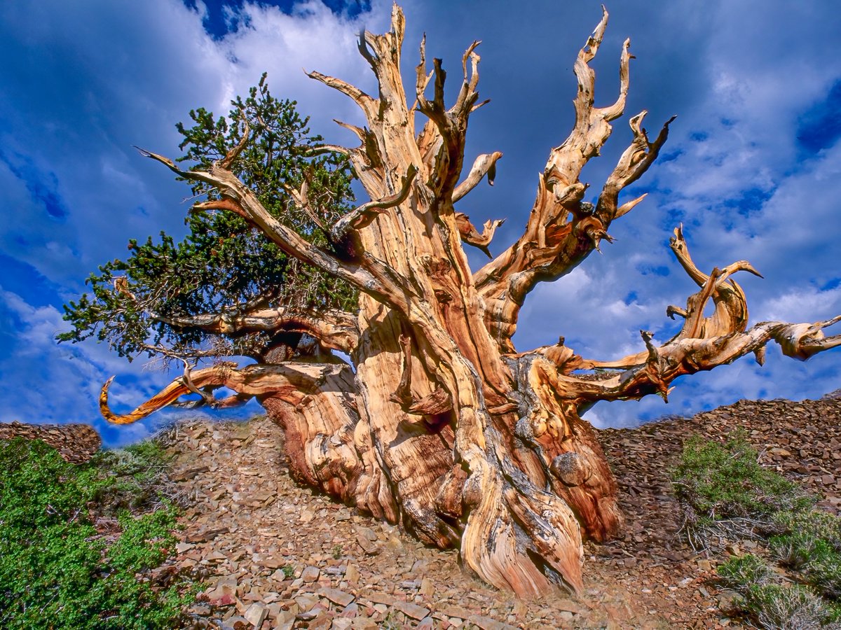 If you ever feel like you don't get enough rest when you wake up in the morning, then you will probably be envious of the Great Basin bristlecone pine tree's ability to nap for up to 320 days out of the year 🤯 #dormancy