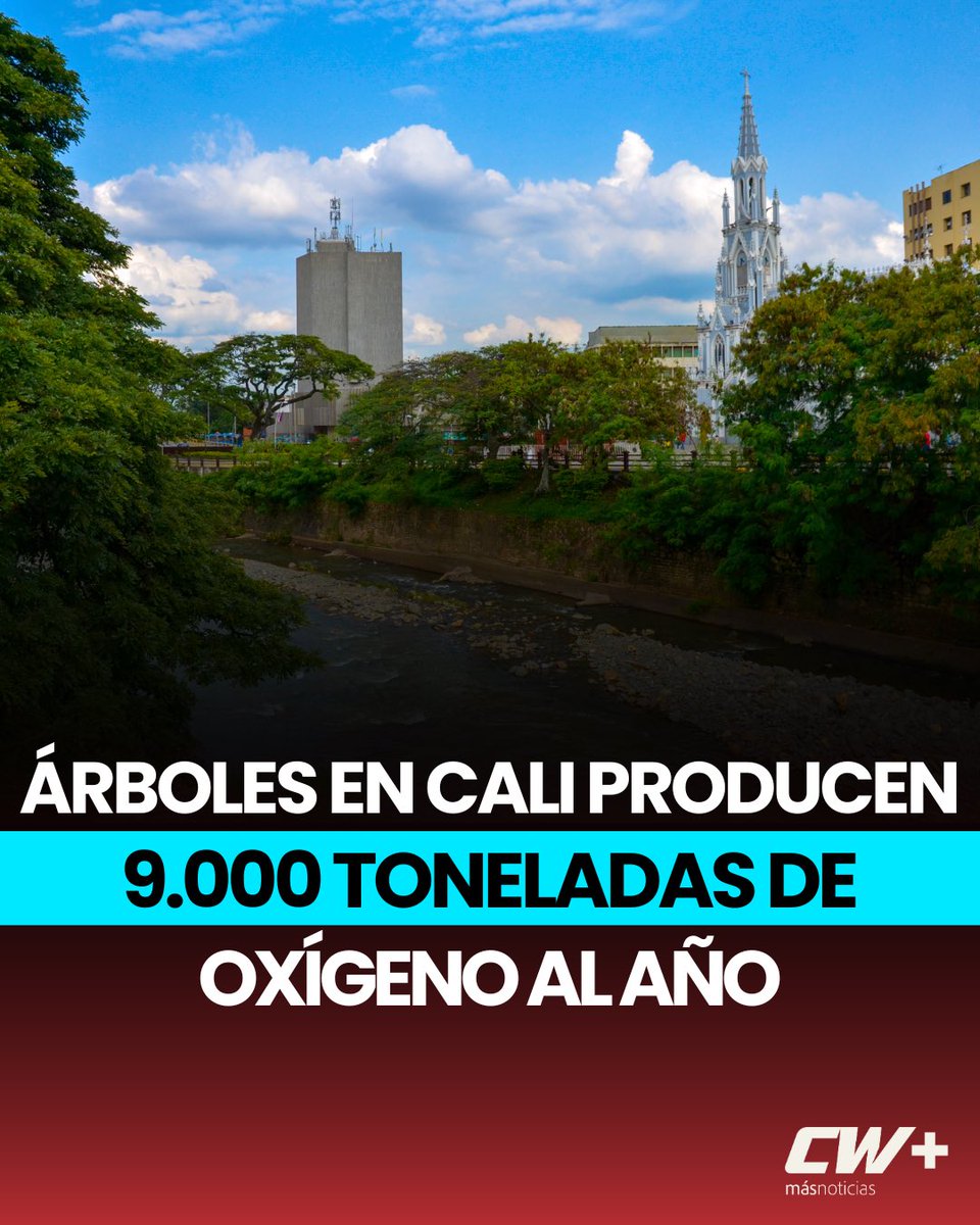 CALI | La Corporación Autónoma Regional del Valle del Cauca (CVC) realizó un censo del arbolado en Cali, indicando que la ciudad pasó de tener 280.000 árboles a 382.655, los cuales generan al año 9.003 toneladas de oxígeno y remueven 77,67 toneladas de contaminantes del aire.