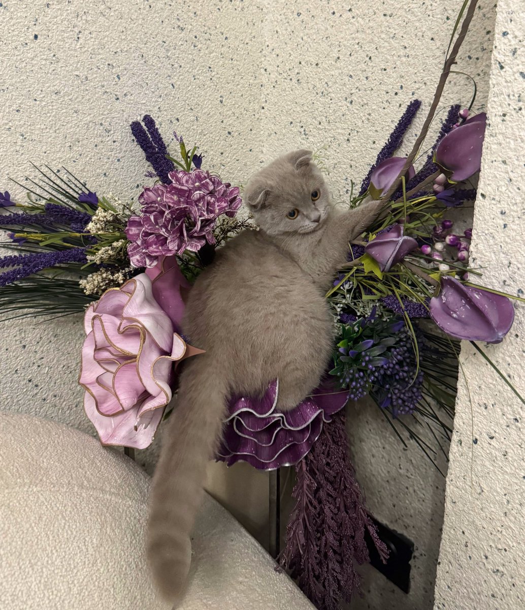 kedim kendini çiçek sanıyo napmalıyımm??