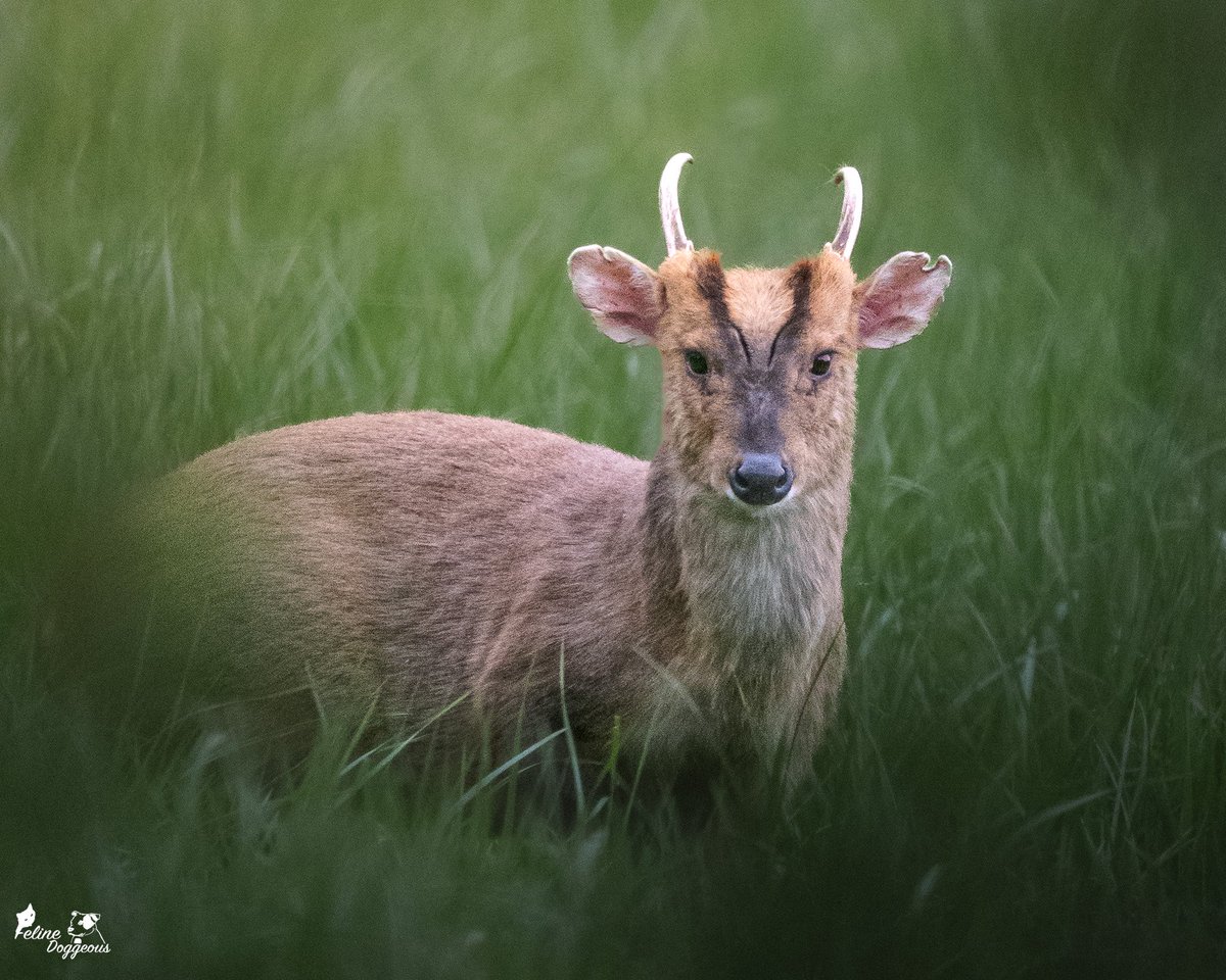 My one and only Muntjac Deer. 🦌 A Pheasant scared the life out of us both and off he went.. 🤣. I couldn’t find the dam Pheasant! Typical that is.