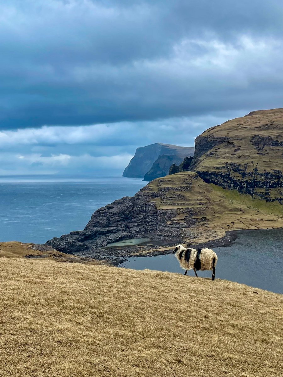 oy sheep! Faroe Islands 😍🇫🇴

fun fact: oy means island (plural oyar) and før means sheep -> Føroyar