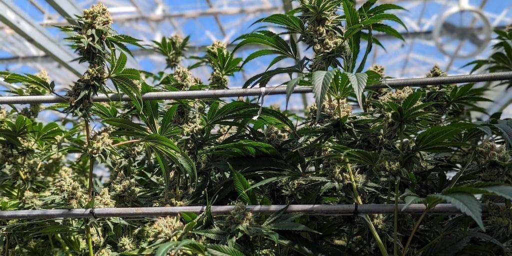 Cannabis stocks surge on report DEA is moving to reclassify marijuana crainscleveland.com/cannabis/canna…