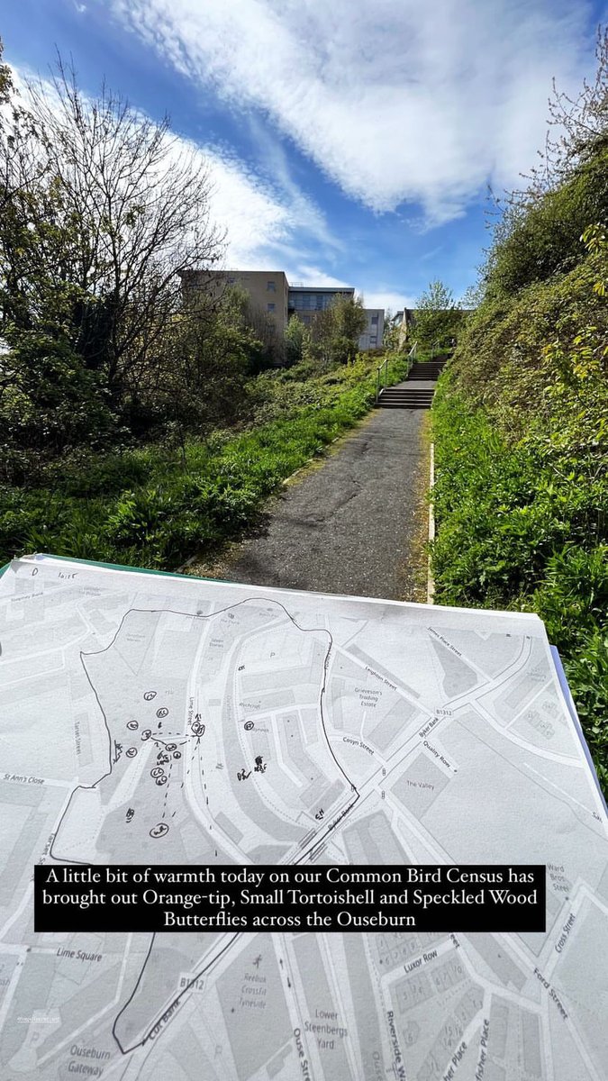 Lush weather for #WildOuseburn wildlife surveys & events today!☀️ 🗺 Common Bird Census 🥚 Nest Record Scheme surveys (Blue + Great Tits nesting!) 🎵 Point Count training 🦢 WeBS breeding bird training 🦋 Wildlife Walk 🌊 And our weekly #TyneKittiwake survey for @DanT_Coast