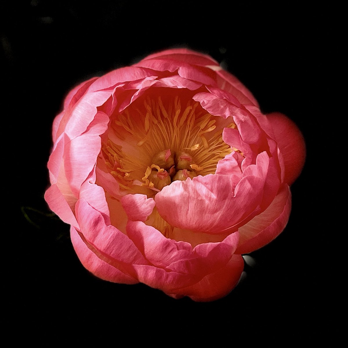 30.04.24 Peony season seems to be early this year, but I don’t mind as they are my favourite cut flower ~ here’s to a short lived burst of blowsy blooms to look forward to! 🌺 #peonyseason #peonies #bloominggorgeous #inthepink