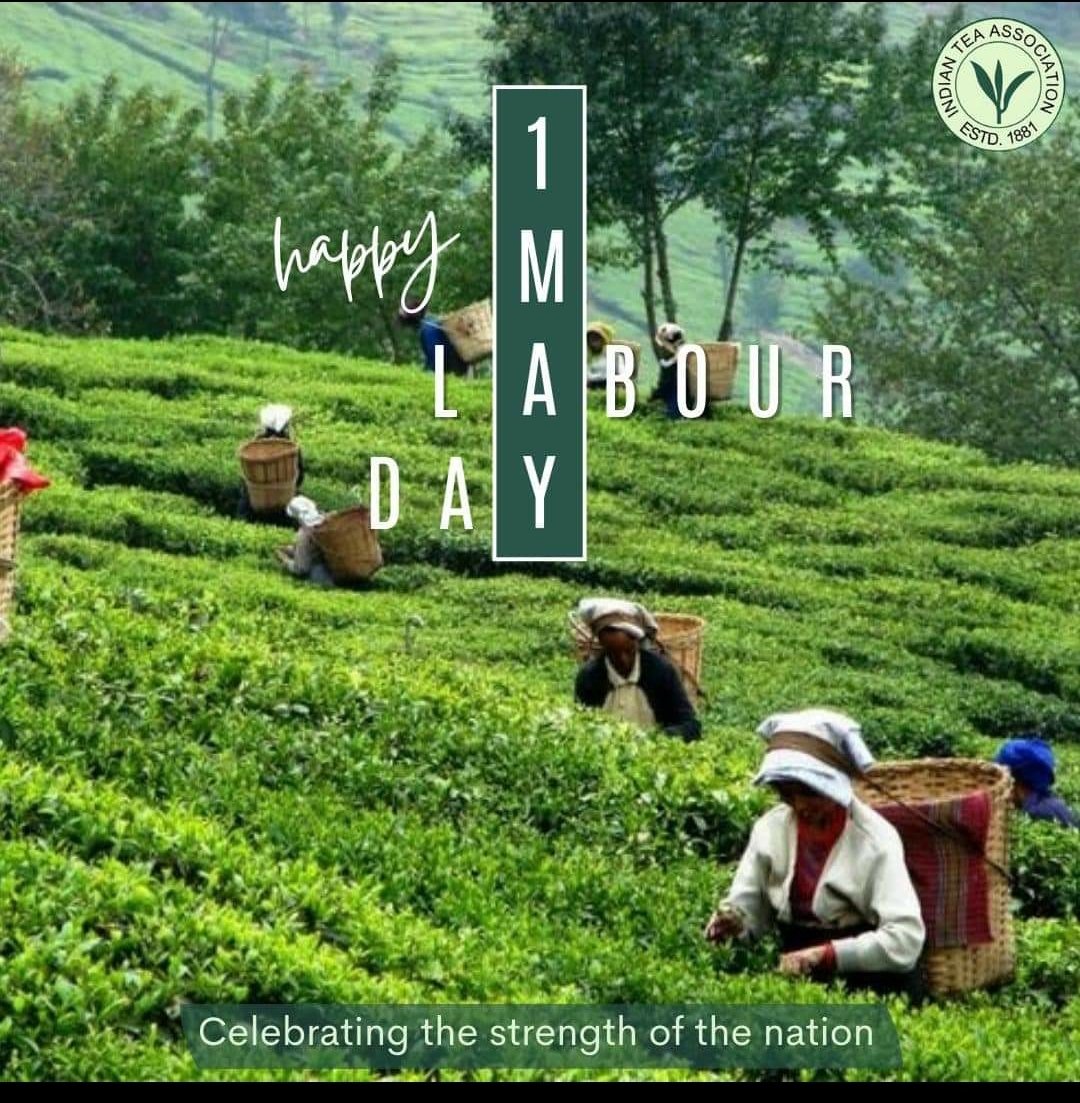 Greetings on #MayDay ! Let's join in celebrating the dedicated workforce who toil to turn the two & a bud to the cuppa that cheers. #LabourDay #MayDay2024
