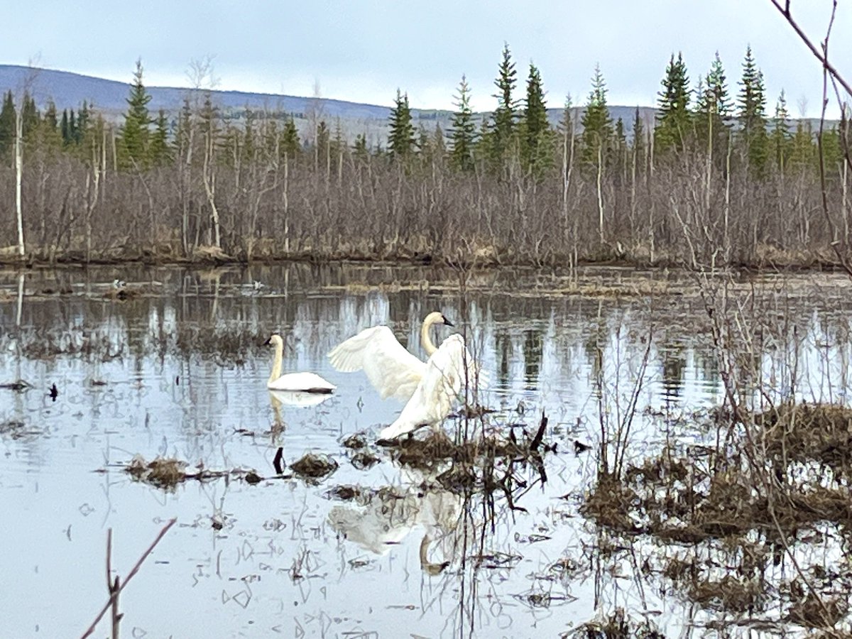 Swans have returned to Goldstream Valley!  Such majestic creatures! #AlaskaWildlife #fairbanksalaska #fairbanks #swans #iphonephotography #springtimeinalaska #alaskaliving #alaskalife