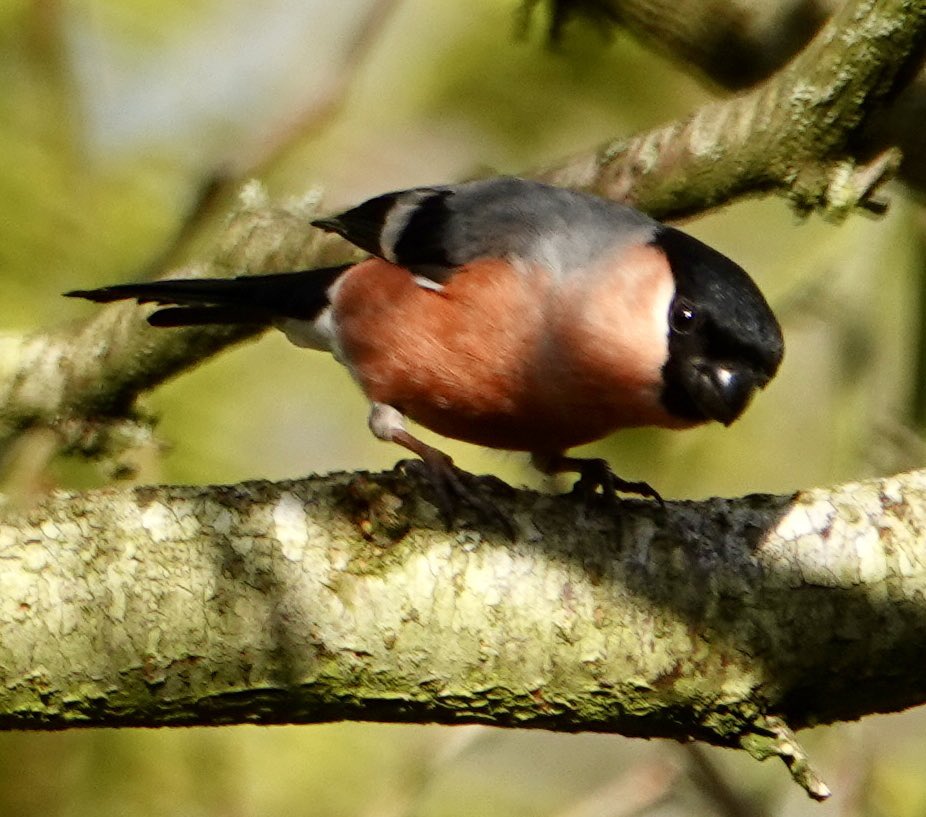 @alangray22 @NorthCaveWet @Natures_Voice @VisitEastYorks @YorksWildlife I also snapped a Bullfinch today