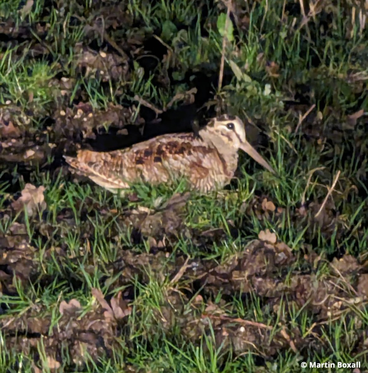 Sometimes known as the snipe of the woods, the exquisitely camouflaged woodcock is mainly nocturnal, hiding in the dense undergrowth of woodlands and heathlands during the day. Check out this wonderful woodcock we spotted on one of our nature reserves in the New Forest area 📸