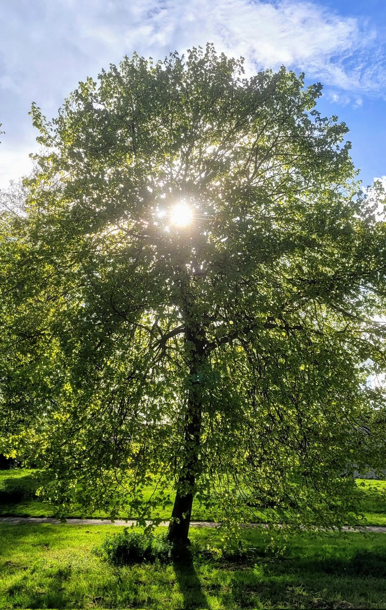 Today wherever you are, brilliant sunlight filtered through a newly leafed Lime. Tilia, Crann Teile.