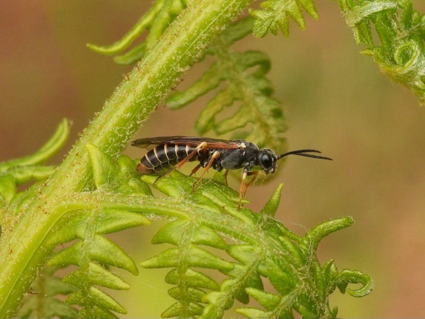 Bracken Sawfly (Strongylogaster multifasciata) on Beeston Common today