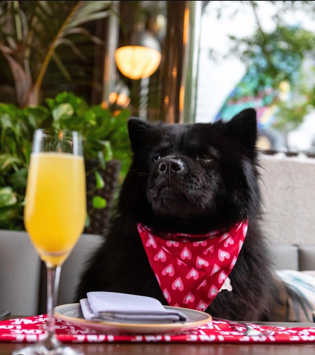 Indulging in the glamorous Miami lifestyle means pampering our furry pals with top-notch treatment. From Michelin star eateries hosting outdoor pet parties to personalized pet care like massages and exclusive raw diets, there's no shortage of luxury. Have you savored the opulent…