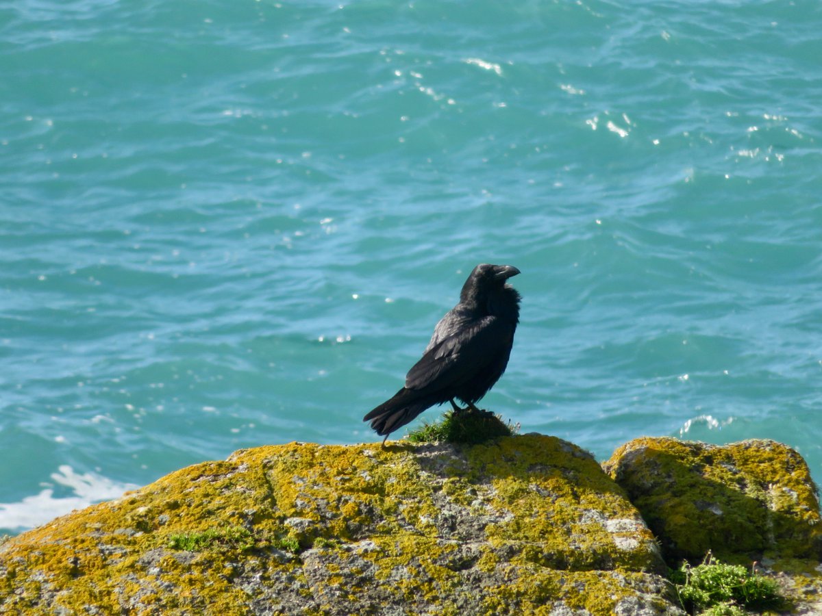 Bird of the day You hear them before you see them #birds #Ravens