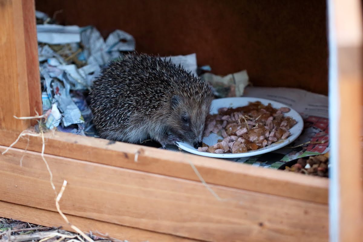 Tonights the night for our rescue #Hedgehog . Found in Nov, a female weighing 250 gms too small to hibernate, its now 1200 gms and at last there is a window in the weather for release. Good luck #Pricklepiggy @TiggywinklesUK #Hedgehogrescue