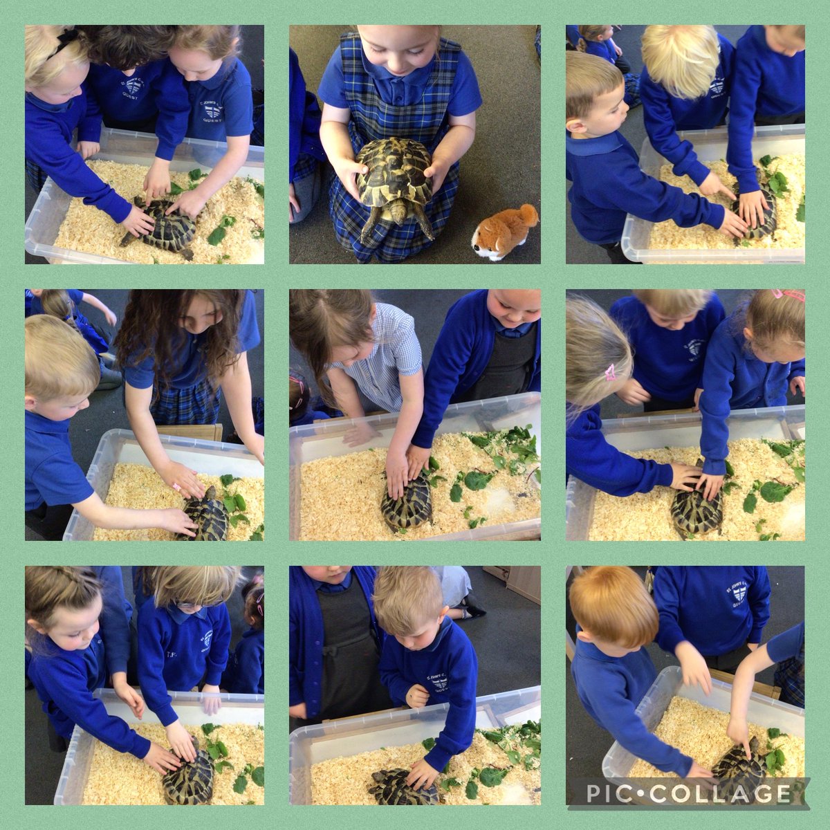 Thank you to Orla and her mum for bringing in Sheldon for us to look at today! Our Reception children loved holding and observing him as part of our learning 🐢 @QUESTtrust @PlayPals_QUEST @CEO__Quest #EYFS #aweandwonder