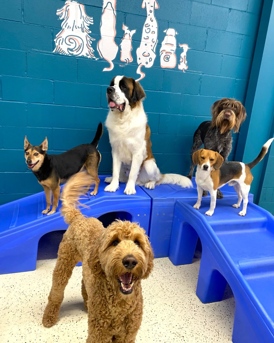 Are you ready to play??? We are! 🐶 🎾
#dogdaycare #doggiedaycare #dogsoftexas #dogsofdallas #saintbernards #goldendoodlesoftexas #planotexas #dtx