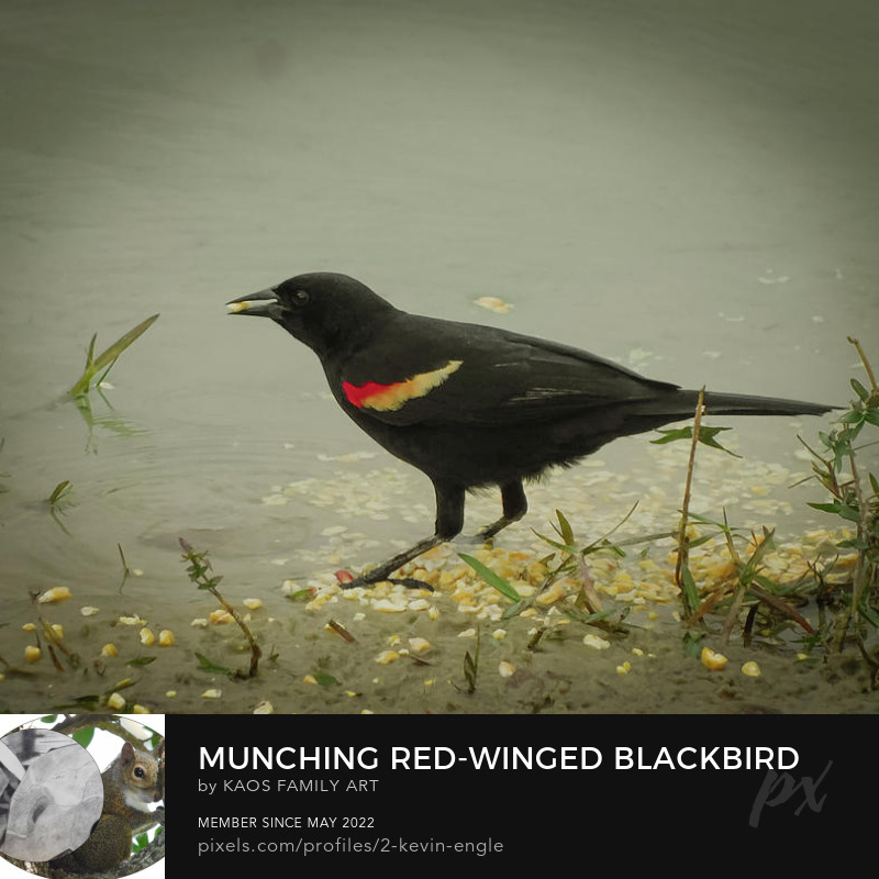 #AlphabetChallenge #WeekR R is for 'Red-Winged Blackbird' kaosfamilyart.pixels.com/featured/munch…