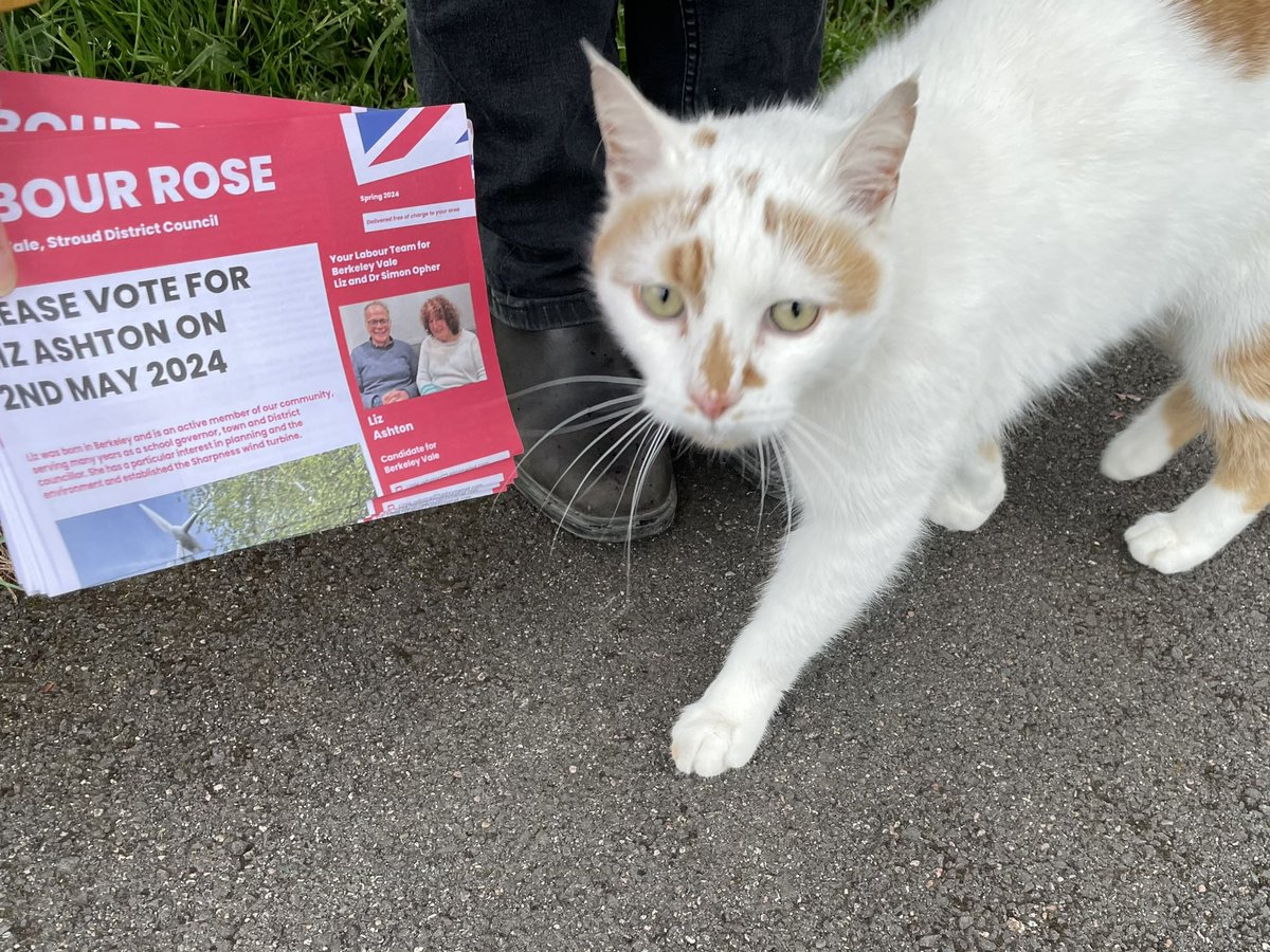 All the cool cats are going to #VoteLabour on Thursday! It was really evident going around the town this evening that there’s lots of (human) support for Liz Ashton here in Berkeley. Very much hope you’ll come out to vote for her in the local elections. Don’t forget your ID!