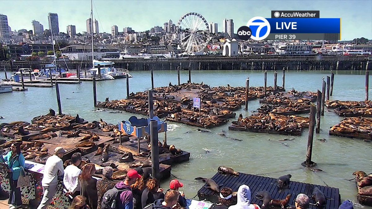 Hundreds of sea lions soaking in the sun at Pier 39