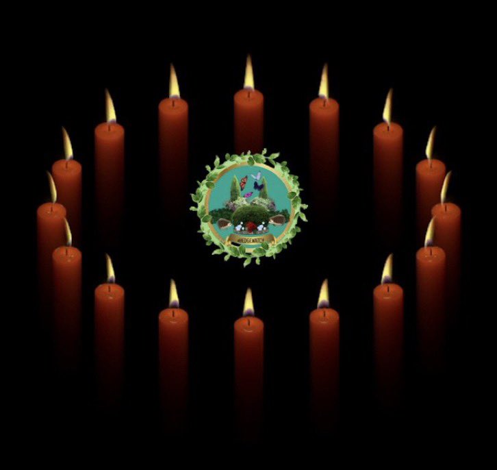 🌈💔We will burn our #Hedgewatch groupcandle for Jinx, sibfur of our Hedgewatchers Sadie and Mocha. @Gorillababe , who crossed 🌈Bridge. May this candle enlighten your path and bring comfort to your family.Bye sweet Jinx. Until we meet again✨