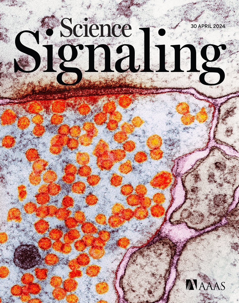 Don’t miss this week’s issue of #ScienceSignaling! 

Experiments in mice suggest that a neuron-supporting factor could be a promising target in depression, scientists discover a new approach that boosts memory in models of Alzheimer’s disease, and more. scim.ag/6N0