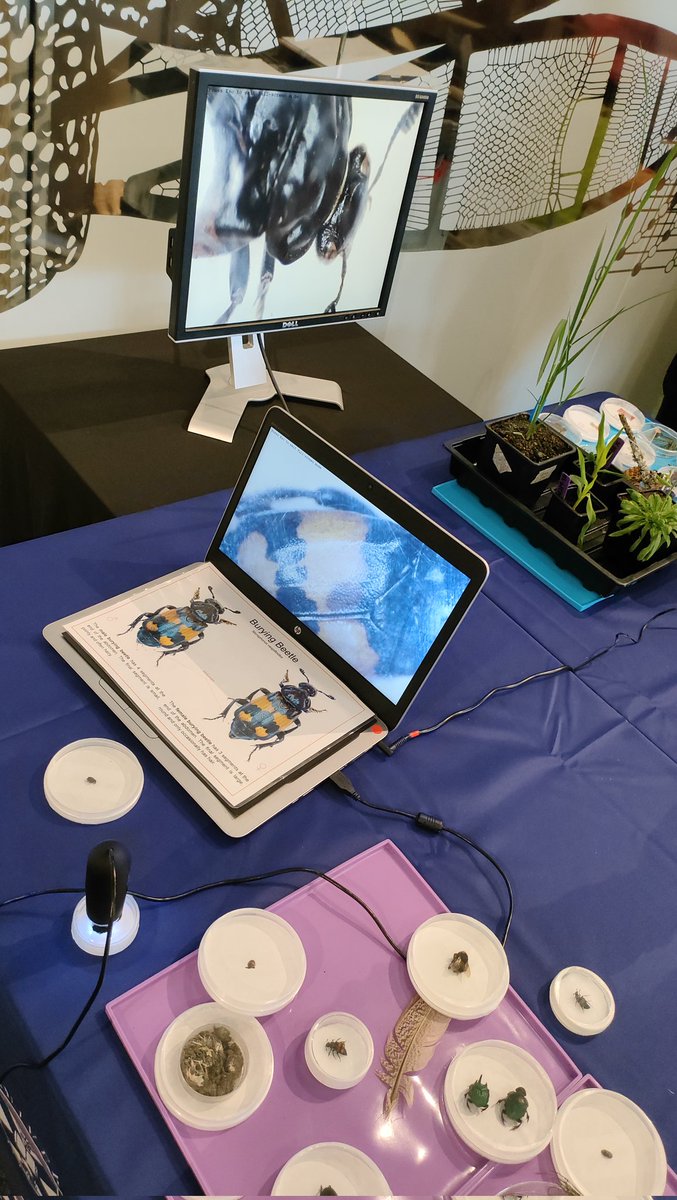 This month can't end without sharing these amazing time in  @EdSciFest at @NtlMuseumsScot . @SBSatEd
#publicengagement #Buryingbeetles #Edscifest