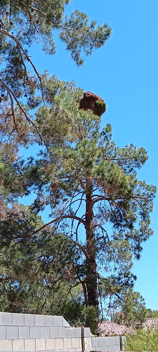 Anyone have any idea what this might be on this pine tree?
