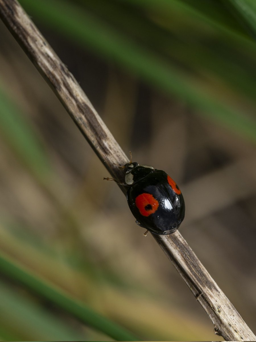 The only way is up #Togtweeter #ThePhotoHour #snapyourworld #insects #NaturePhotography