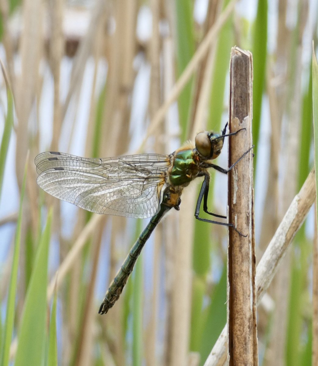 I suspected breeding but was thrilled to actually find these fresh Downy Emeralds with exuviae at a Norfolk site today…. Breeding confirmed beyond doubt now! @BDSdragonflies