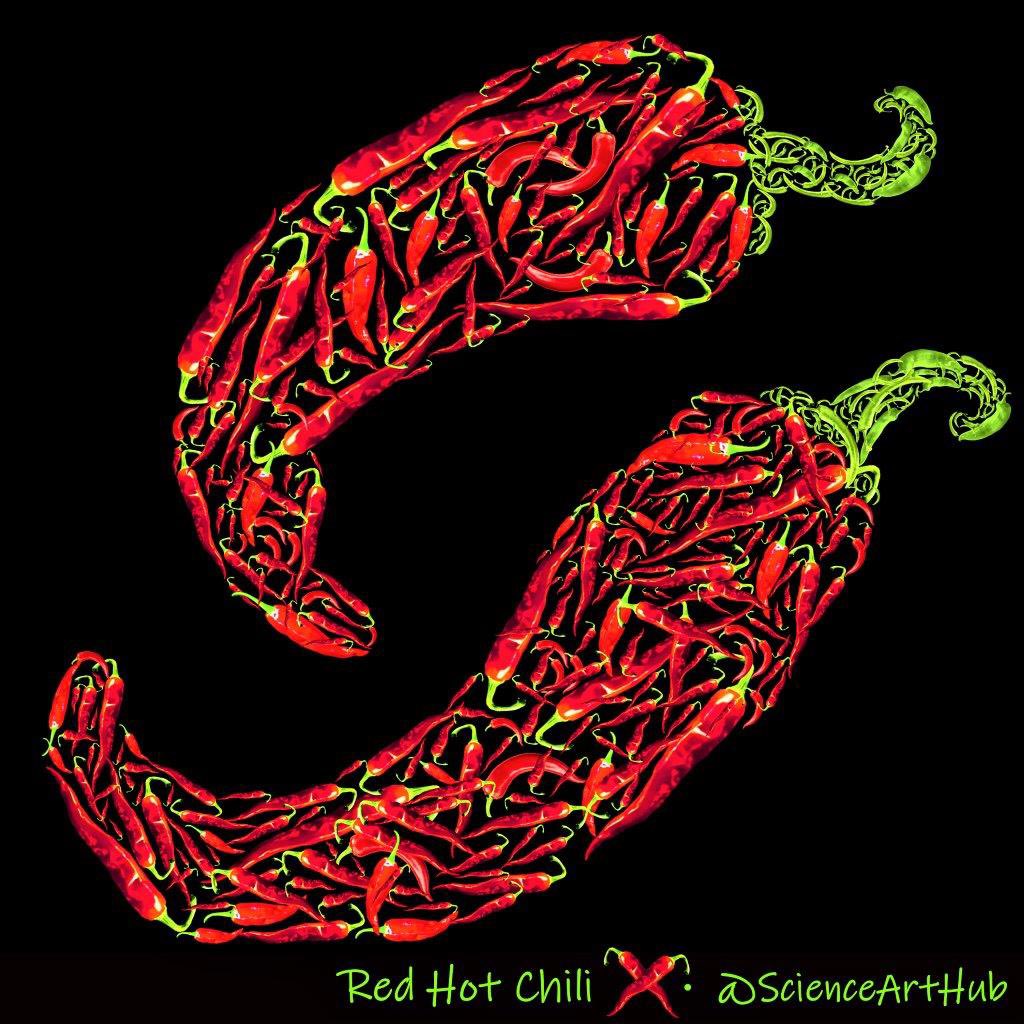 Red Hot Chili 🌶️ 🌶️ - Spice Up Your Life! Why are these so Hot? #chili #chemistry #sciart #scicomm #science #education Red chili pepper (Capsicum annuum) is a popular spice used in various cuisines. Its very characteristic spiciness is explained by the presence of capsaicin, a…