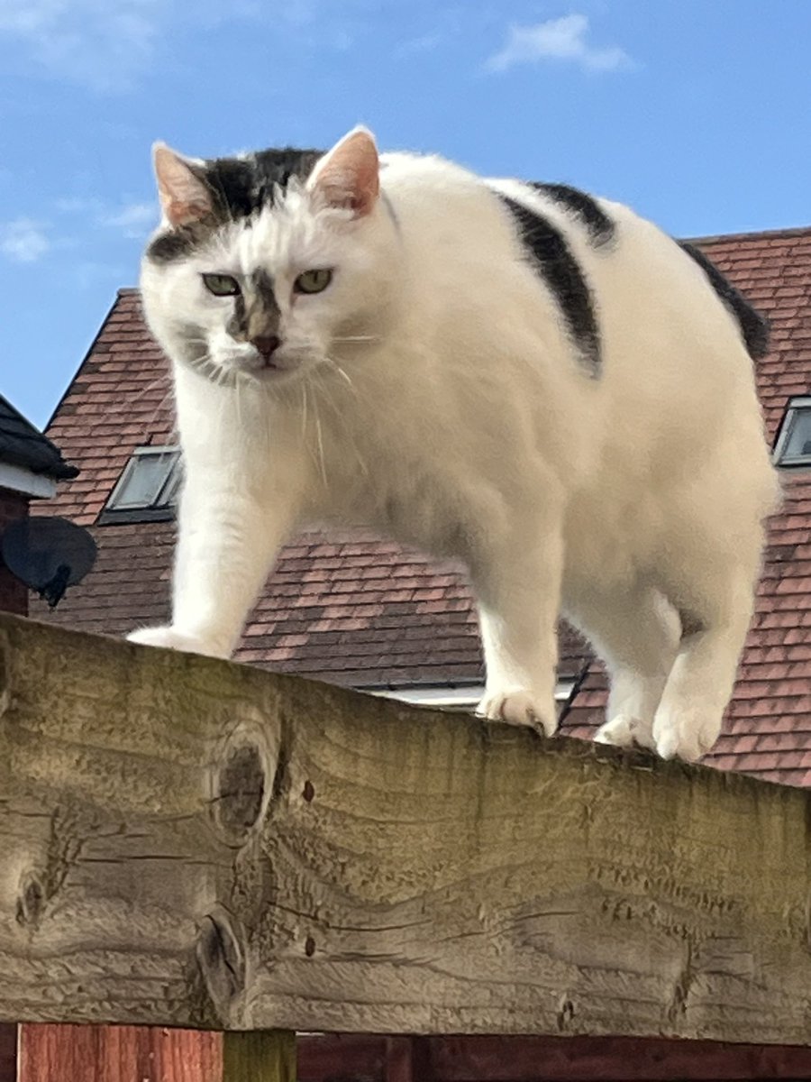 I’m doing my #hedgewatch on the fence today. I saw mum and came to say hello but I’m bigger than her up here! #Cat #tuesdayvibe #garden #pawtrol 🏡🏡🏡☀️☀️☀️🐾🐾🐾🪴🌳🌲😺😺😺