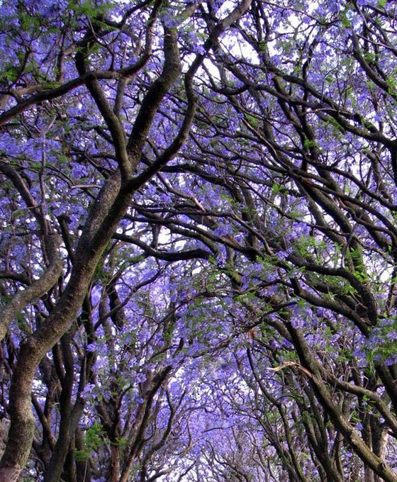 Cuando veo árboles así solo puedo pensar en aquellos versos de Neruda: “Quiero hacer contigo lo que la primavera hace con los cerezos.”
