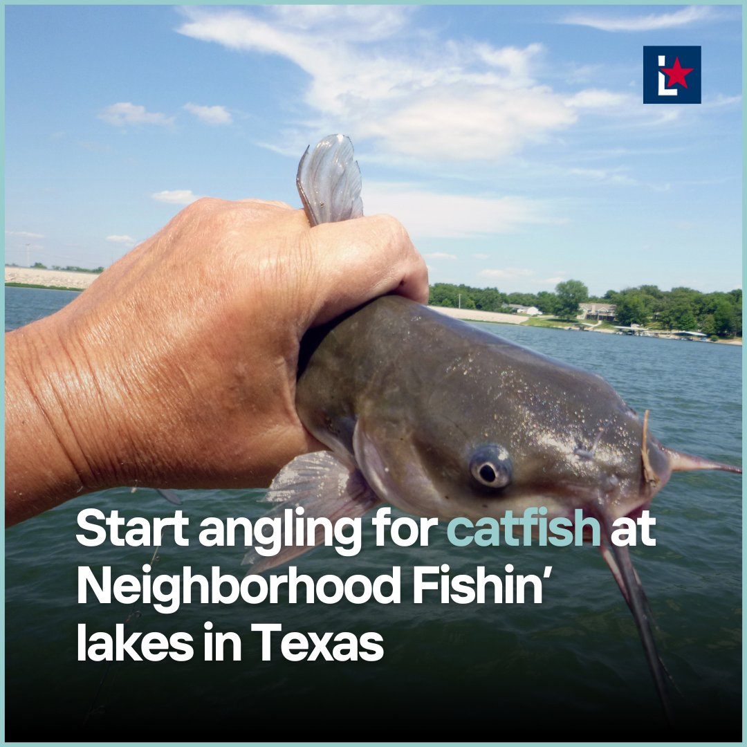 If you love fishing and have a Neighborhood Fishin’ lake near you, get ready for angling because the Texas Parks and Wildlife Department has resumed stocking thousands of catfish. 🎣

READ MORE: l.lonestarlive.com/EHTRAE