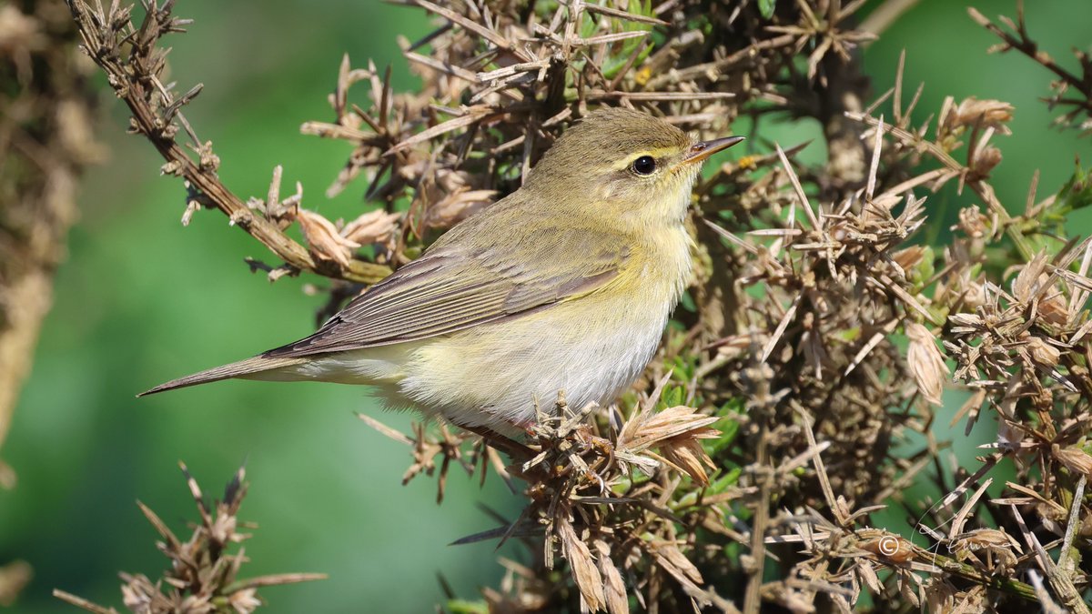 Willow Warbler by the cliff, Ballycotton - a recent arrival from sub-saharan Africa.