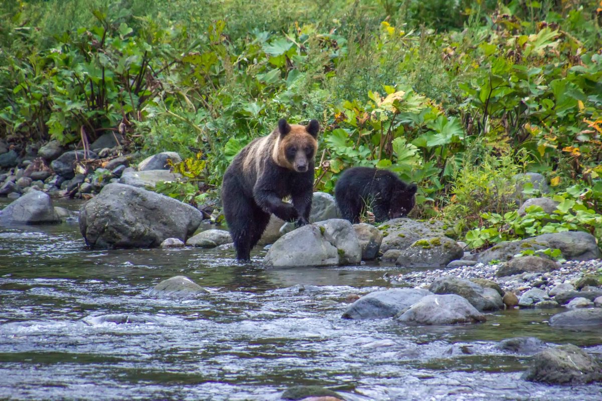 NEWS: Bear attack on angler suspected after human head found at Japan lake bit.ly/3wfaUuZ