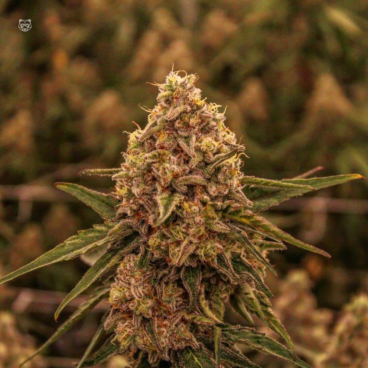 phatpanda's tweet photo. Apple MAC #PlatinumLine combines fan-favorite MAC with our topselling Trophy Wife to create a heavy-hitting hybrid sure to please users of all tolerances. It sits heavily behind the eyes and provides users with that classic stoney feeling that Trophy Wife is renown for, along with a giggly mood-boost and increased ability to focus. 🍏👽 #phatpanda