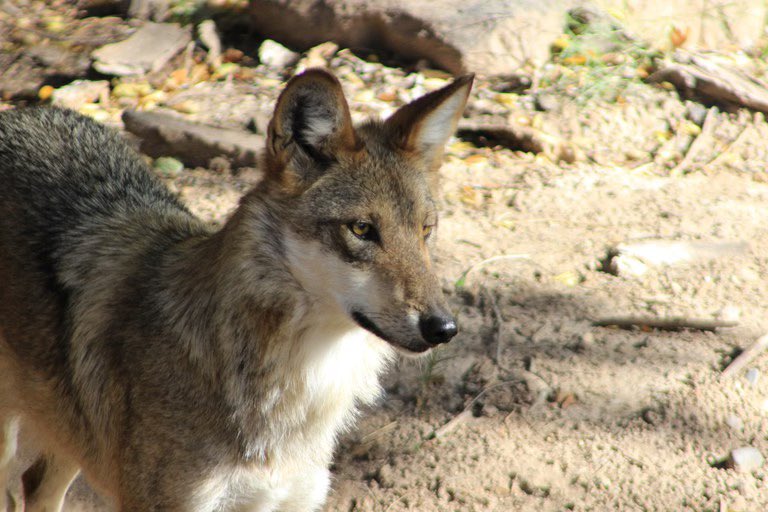 .@abqbiopark is a national leader in conservation. Its updated facility plan reflects a commitment to protecting endangered species, like establishing a refuge for Mexican gray wolves. Learn more about the plan and other BioPark updates at cabq.gov/biopark/news.