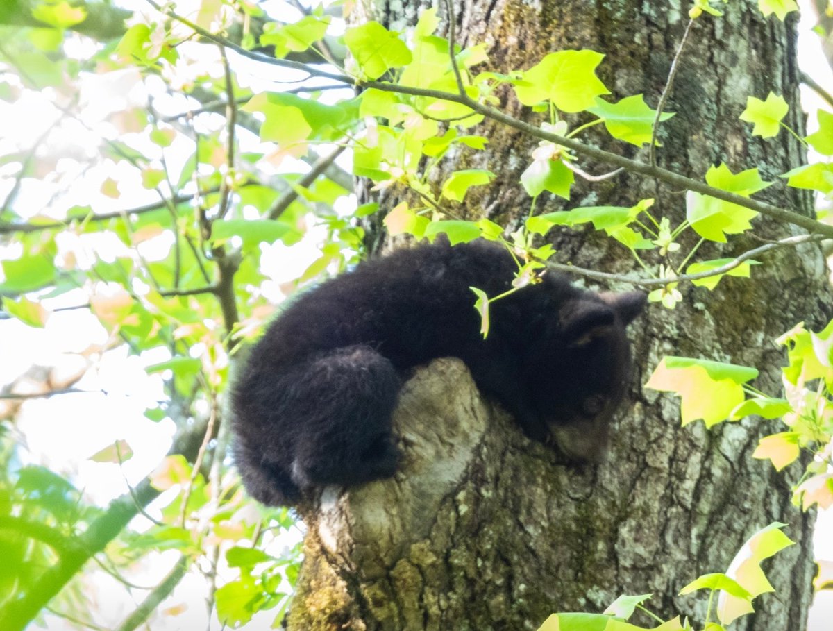 #Naptime

 #BearCubs not THOSE cubs!

#StLCards #CadesCove #GreatSmokyMountains