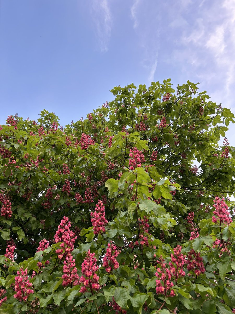 Les marronniers en fleurs 🌸 #FrAgTw