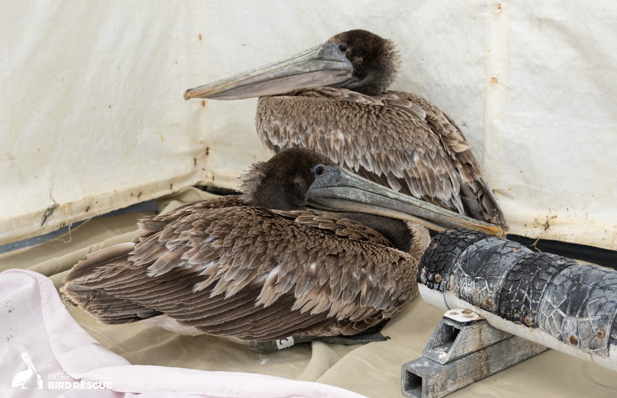 We continue to see an alarming influx of starving Brown Pelicans – 40+ delivered in last week to our two California clinics: Hopefully this is not a repeat of the 2022 Brown Pelican crisis, when we treated more than 350 weak and emaciated pelicans.
