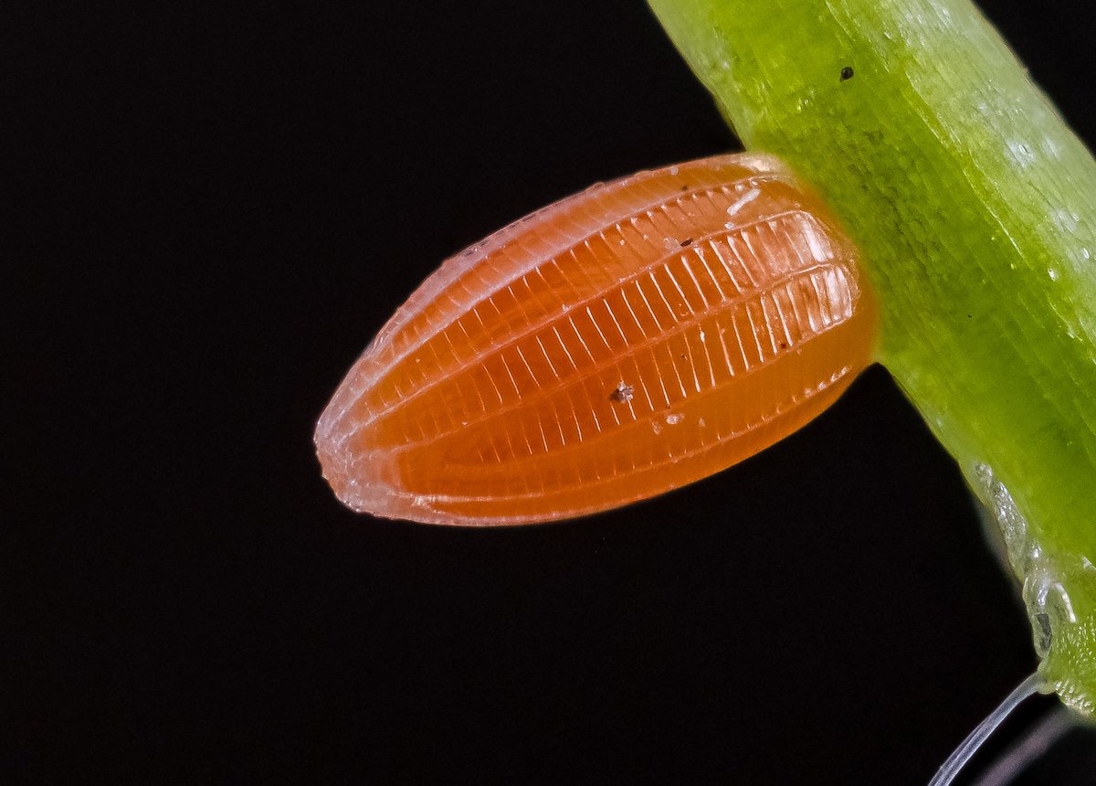 An Orange Tip egg. One of 18 found in the garden today. #orangetipbutterfly @BBCSpringwatch