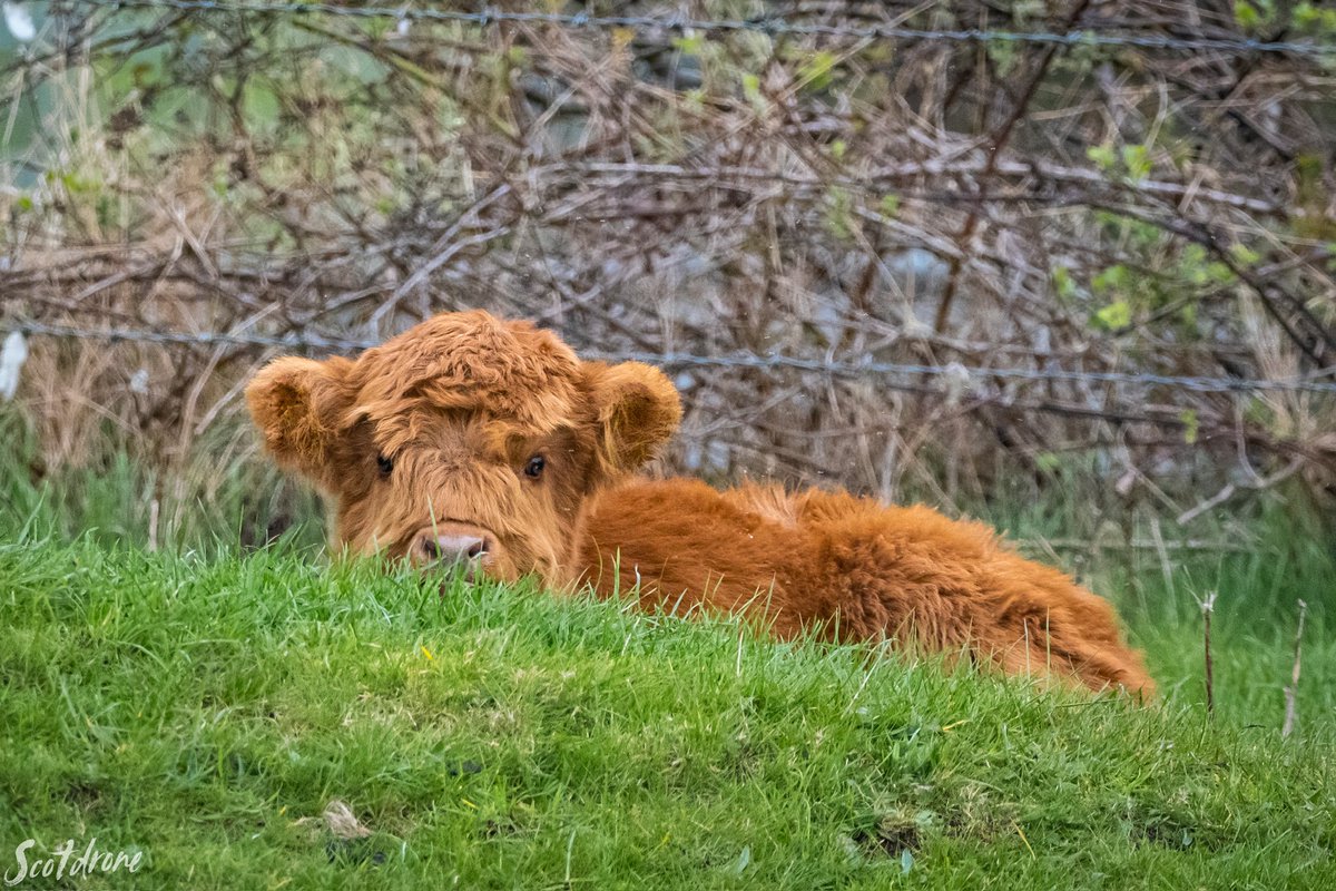 A wee #coosday cutie with this little calf that was acting shy for my camera near Alva, Clackmannanshire 😍🐂

#highlandcow #highlandcoo #clacks #Clackmannanshire #alva