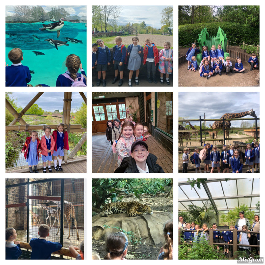 Year 1 had a fantastic day at @chesterzoo today!
Nice to put our Science learning into practice (and a great day out too!)
#believeachievesucceed #animals #schooltrip #primaryscience #zoo