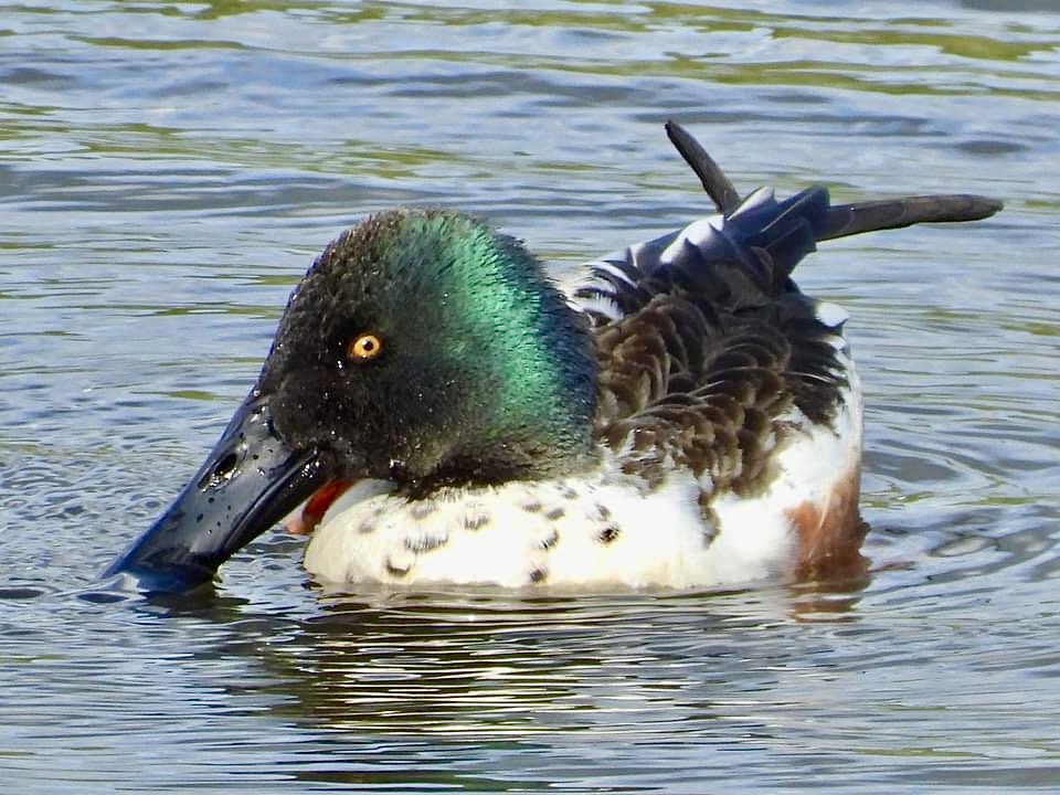 Shoveler at #WyverlaneNR @DerbysWildlife #Derbyshirebirds this evening @DerwentBirder @Willowglass12 @DanielCMartin1 Tufted & Teal hanging on too with a gang of Gadwall