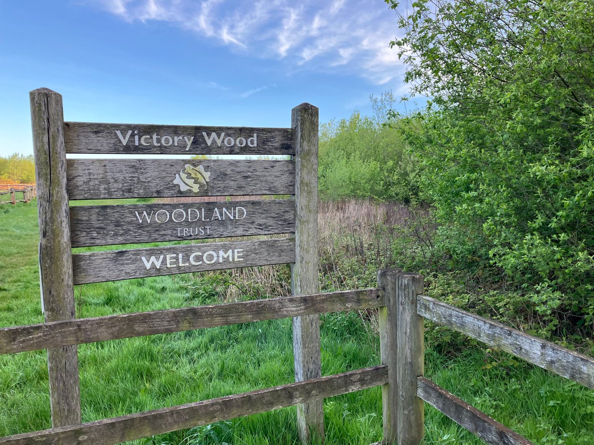 I heard Nightingales singing in Victory Wood, Dargate when I cycled past recently, so returned today to see how many had colonised this new habitat since its creation by @WoodlandTrust Located 12 singing birds + 19 Whitethroats, 5 Garden Warblers & strangely a Cetti's Warbler