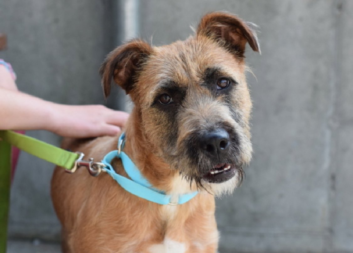 At just 14 months old, sweetheart Roxy 197189 arrived April 18 because her family is unable to afford to keep her. A wonderful puppy who's a little fearful around strangers, but great with kids and dogs, she could lose her life because she's 'not acclimatizing' in the death…