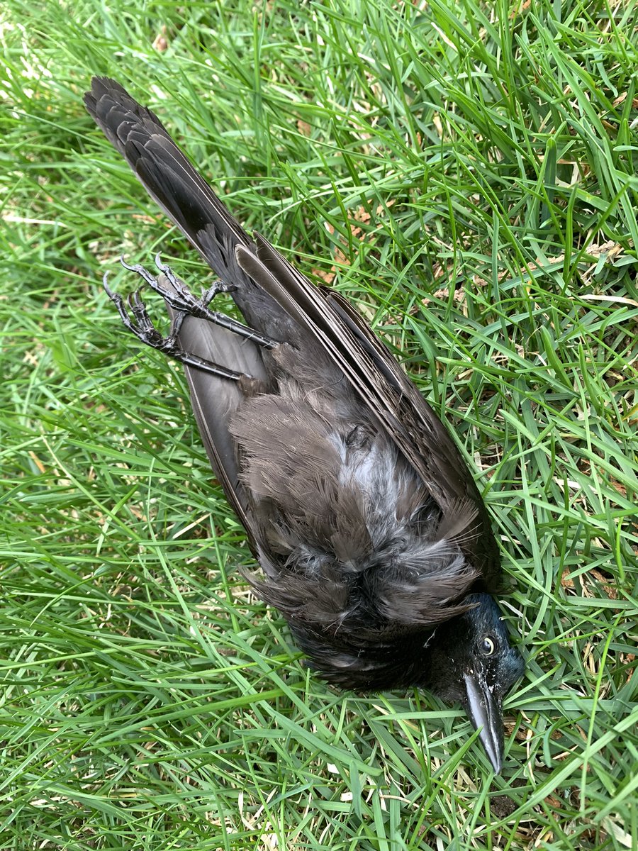 Second dead bird in only four days on my property in QC (Canada). Will be calling the provincial reporting line—again—in the morning and holding for as long as it takes. I want this one tested. #H5N1