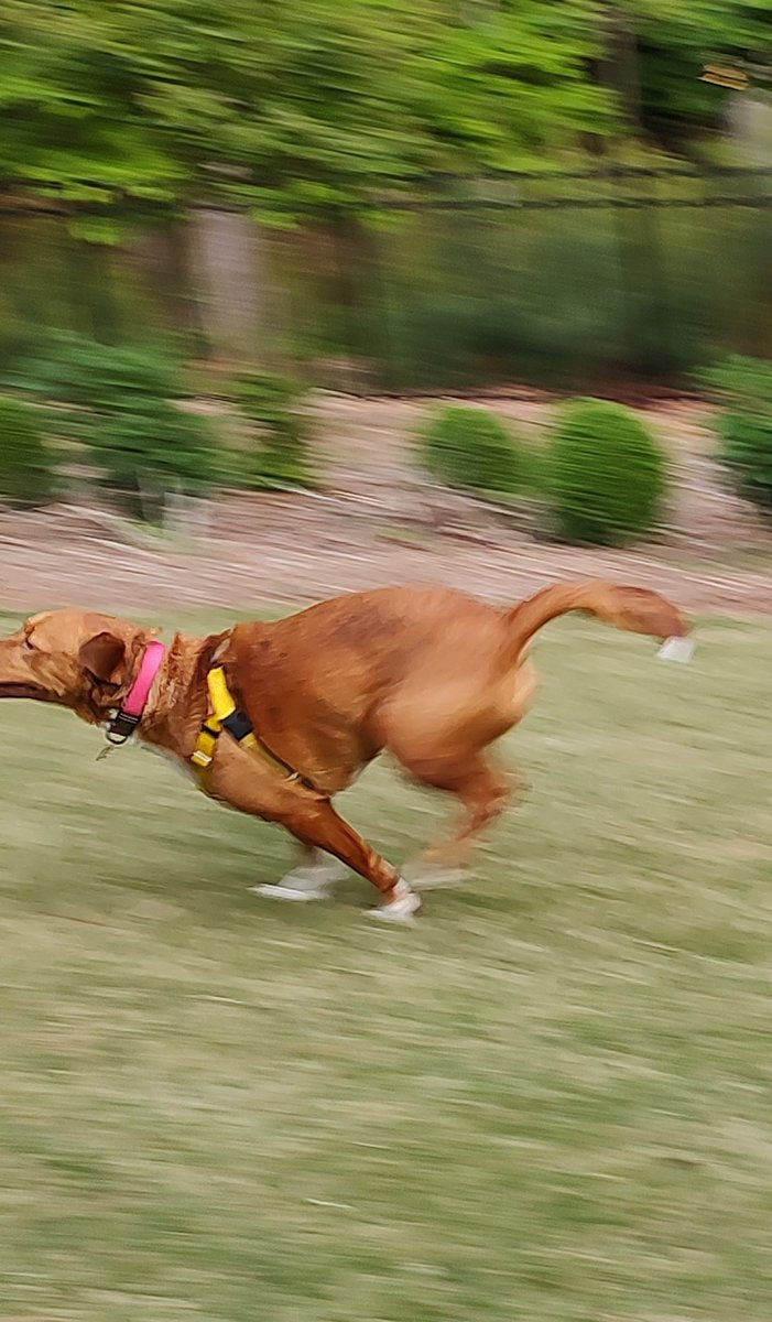 Pinky play time!! I’m just a blur zooming by💨#LunaLife #rescuedogs #TuesdayFun