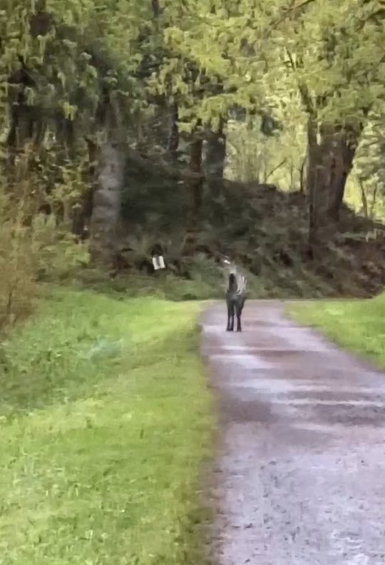 'It’s kind of like the local Big Foot now. I hope they catch him but the zebra might live in the hills forever and in our hearts.'   We spoke with one man who claims he had a run-in with the zebra on a trail this morning, and provided cell phone video! Story at 5 @komonews