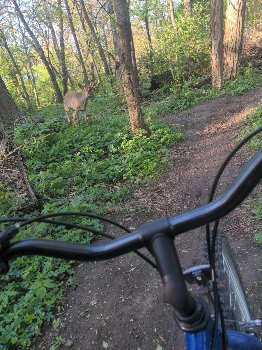 this forest beast does not fuck with my metal steed contrived by wicked artifice