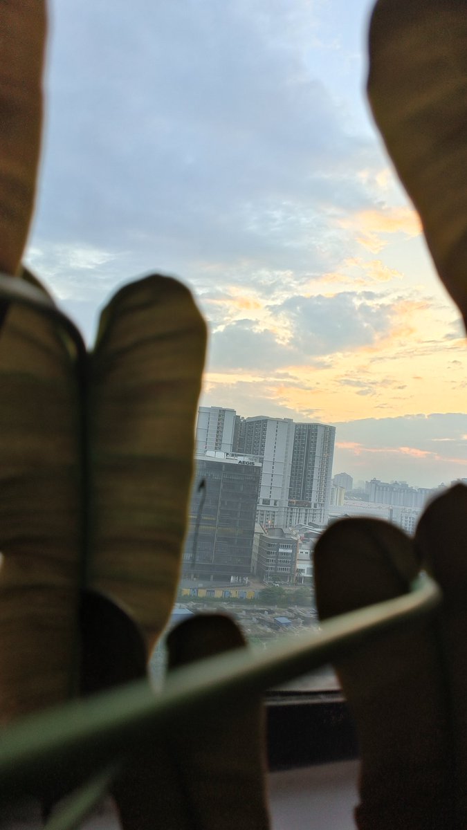 Good Morning #Twitterjaya

POV : My Philodendron Atabapoense view of the sunrise this morning.